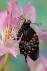Spicebush butterfly on flowers of Peruvian lily. Art Print